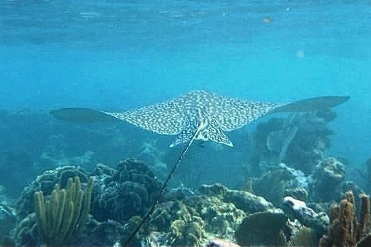 ray swimming through corals