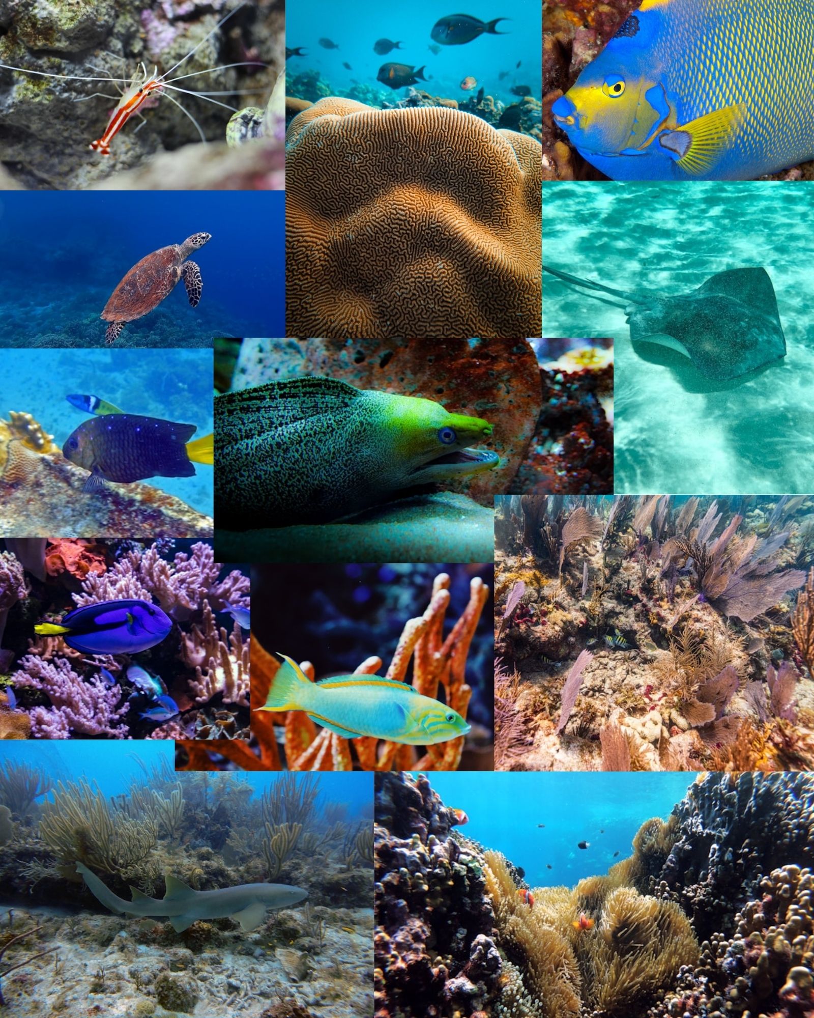 Just Snorkeling Wildlife Collage